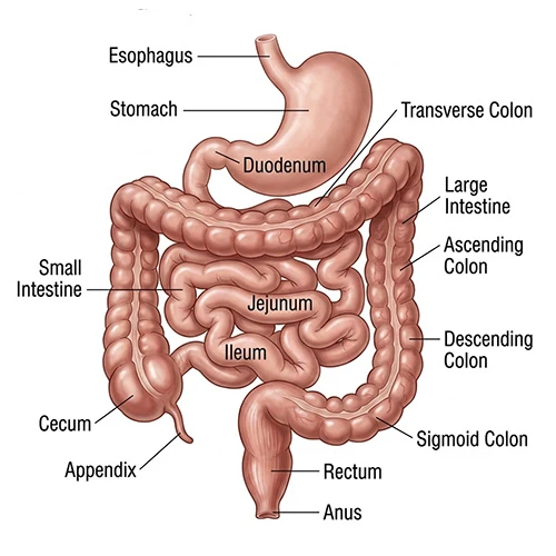 Gut Health
